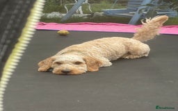 Mixed Breed dogs for sale: Beautiful Cavapoo puppies  - Image 10