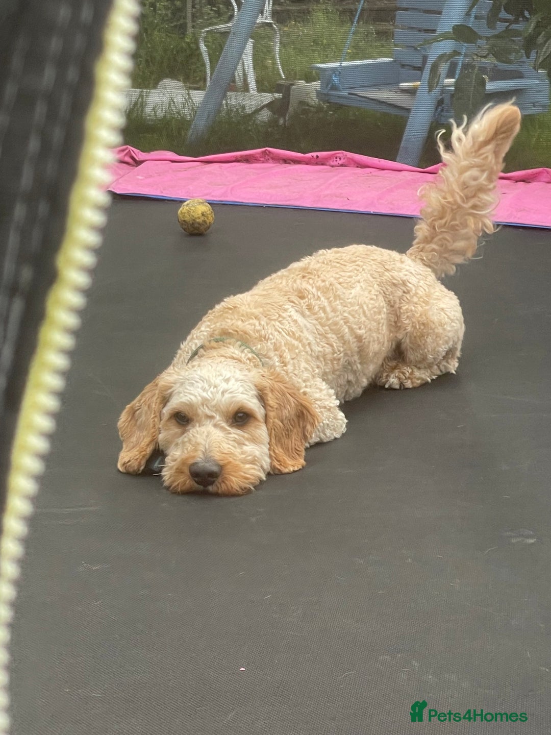 Mixed Breed dogs for sale: Beautiful Cavapoo puppies  - Image 10