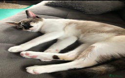 Mixed Breed cats for sale: Two adult cats for sale  - Image 3