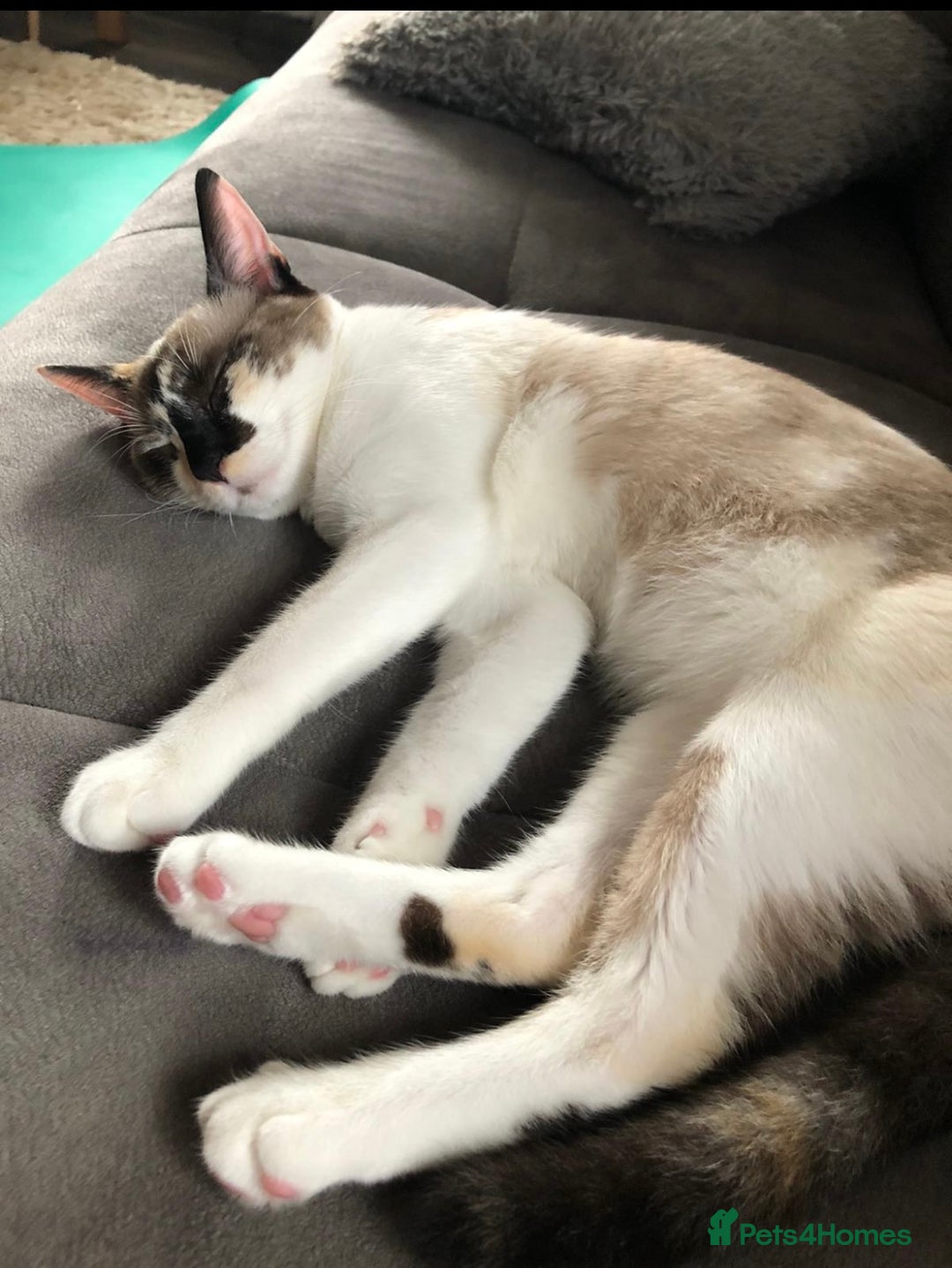 Mixed Breed cats for sale: Two adult cats for sale  - Image 3
