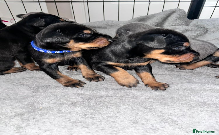 Dobermann dogs - Advert 7