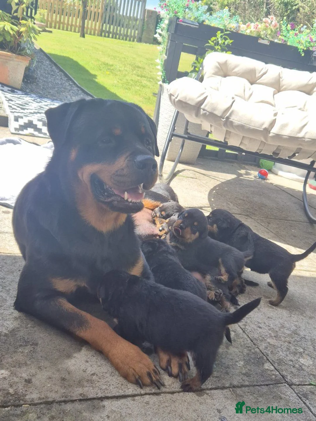 Rottweiler dogs for sale: Rottweiler Puppies in Darlington - Advert 5