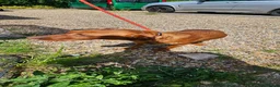 Labrador Retriever dogs for sale: Female red labrador retriever  in Bury Saint Edmunds - Advert 3