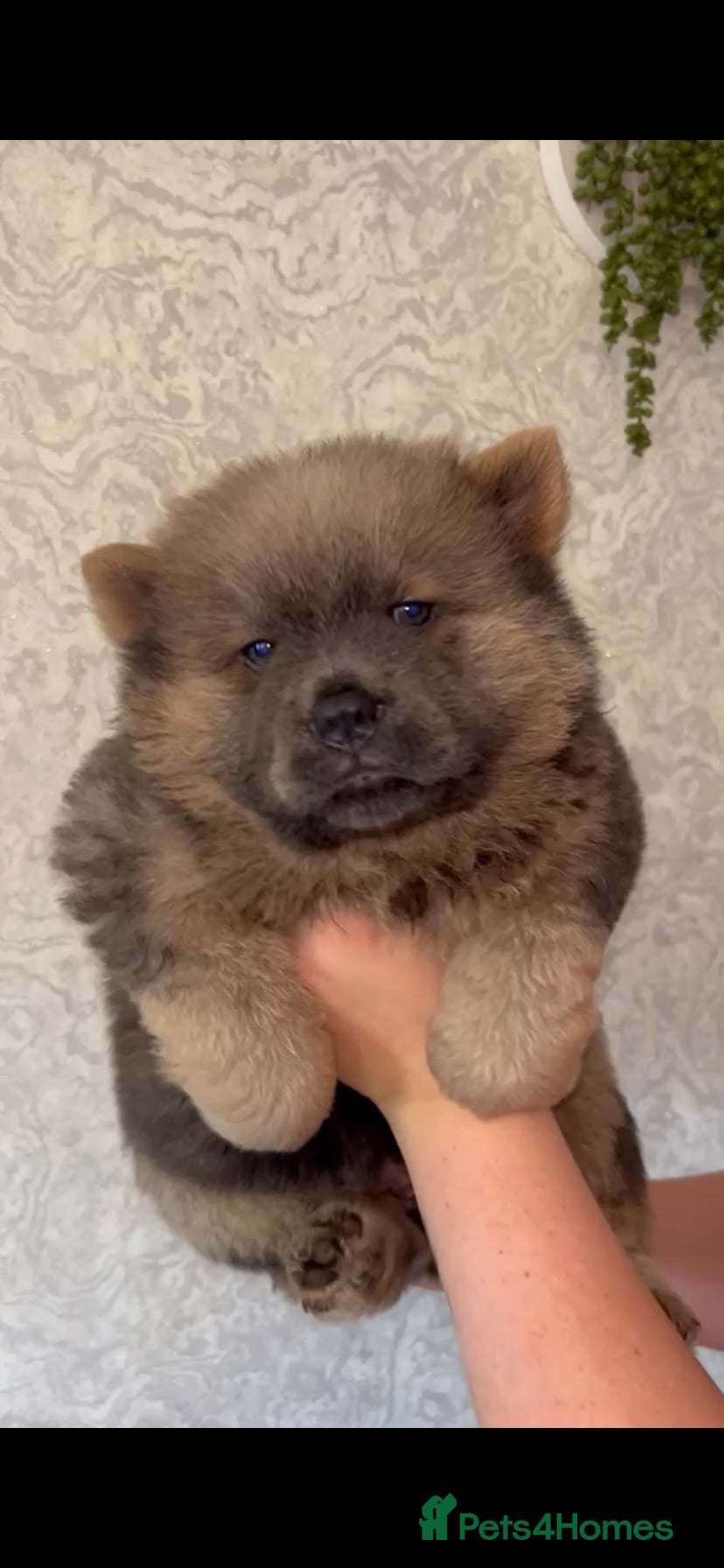 Chow Chow dogs OUTSTANDING chow chow litter  - Advert 4
