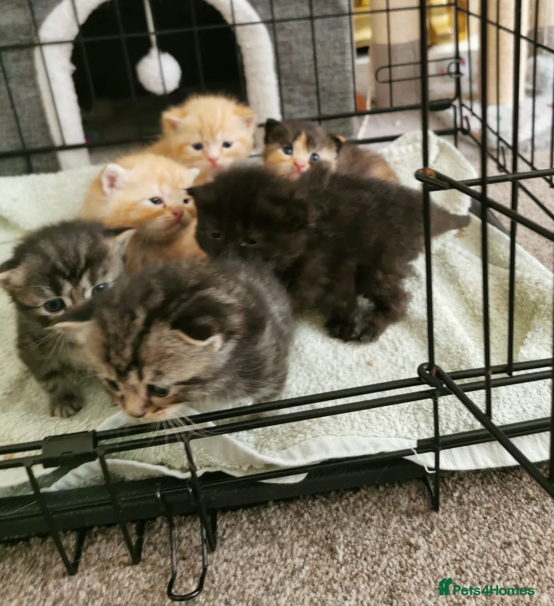 Mixed Breed cats for sale: Pedigree exotic x domestic short haired kittens  - Advert 4