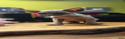 Sphynx cats for sale: Stunning Blue/Grey Sphynx Kitten ** All GONE *** - Advert 20