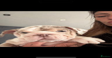 English Bulldog dogs - Advert 3
