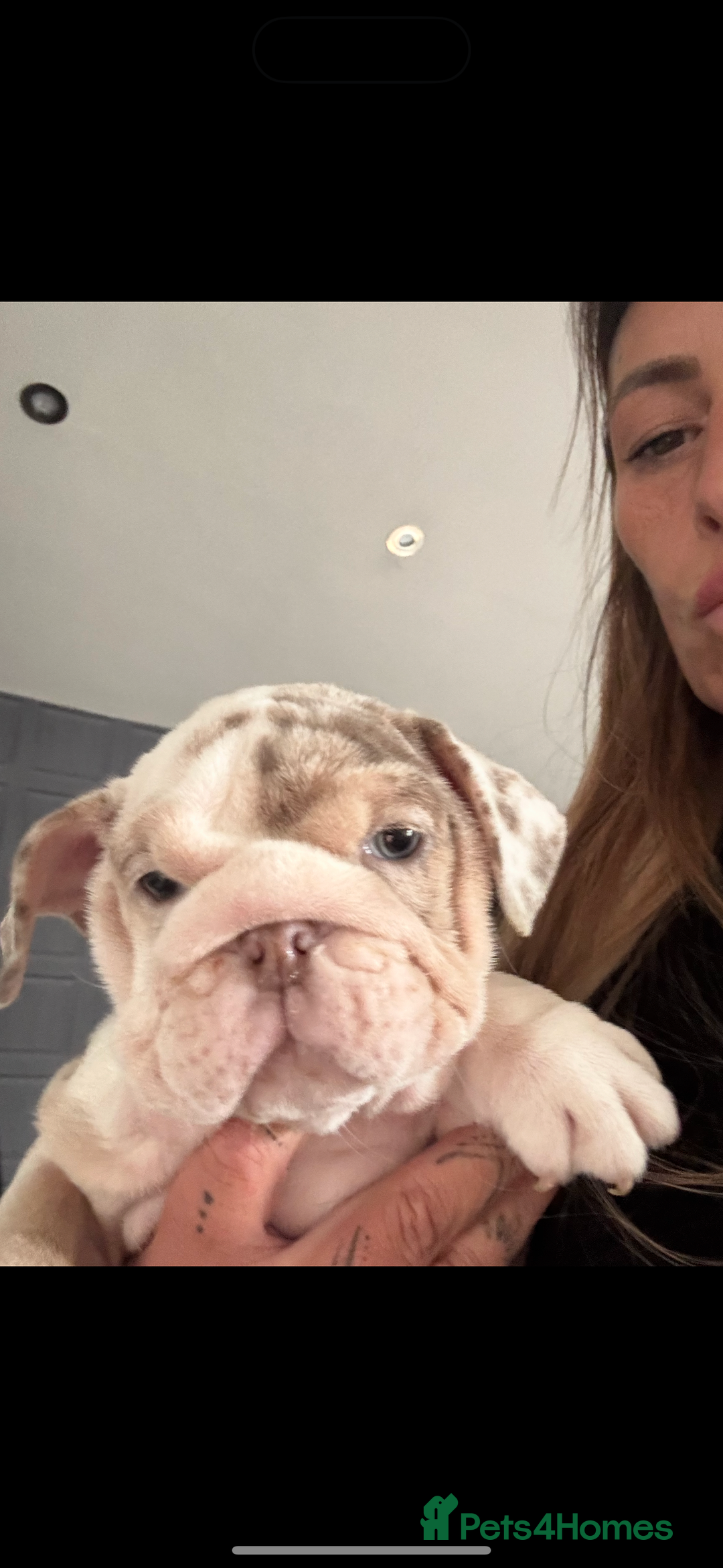 English Bulldog dogs for sale: English bulldog puppies  - Image 4
