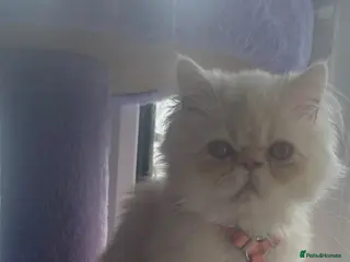 Persian cats Persian boy - Advert 6