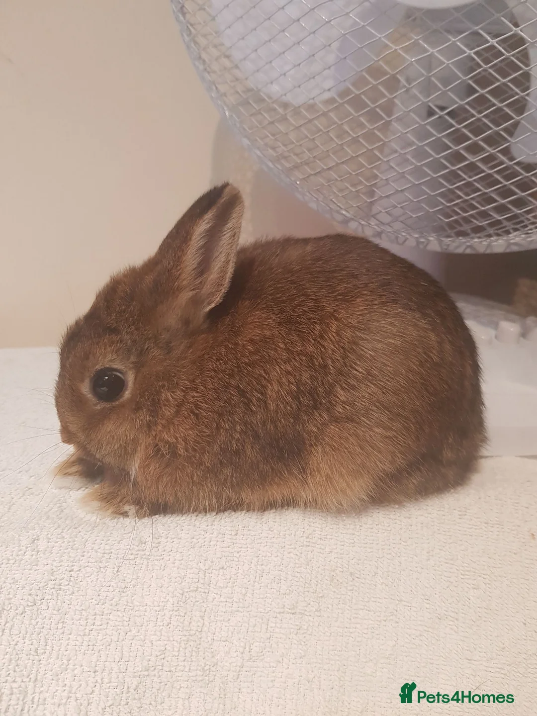 Netherland Dwarf rabbits for sale: Baby Netherland Dwarfs - Advert 1