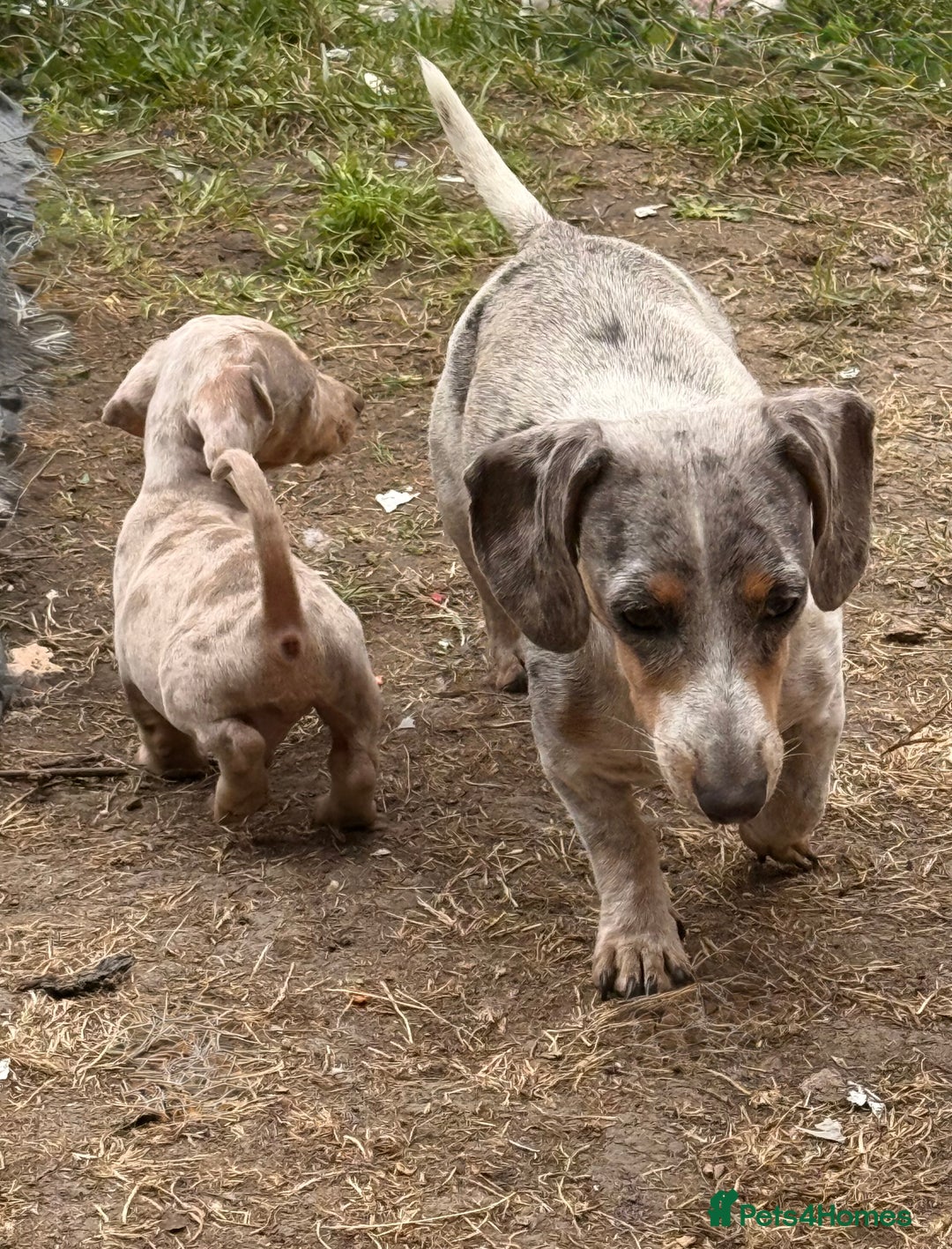 Miniature Dachshund dogs for sale: Beautiful Isabella dachshund puppies - Image 21