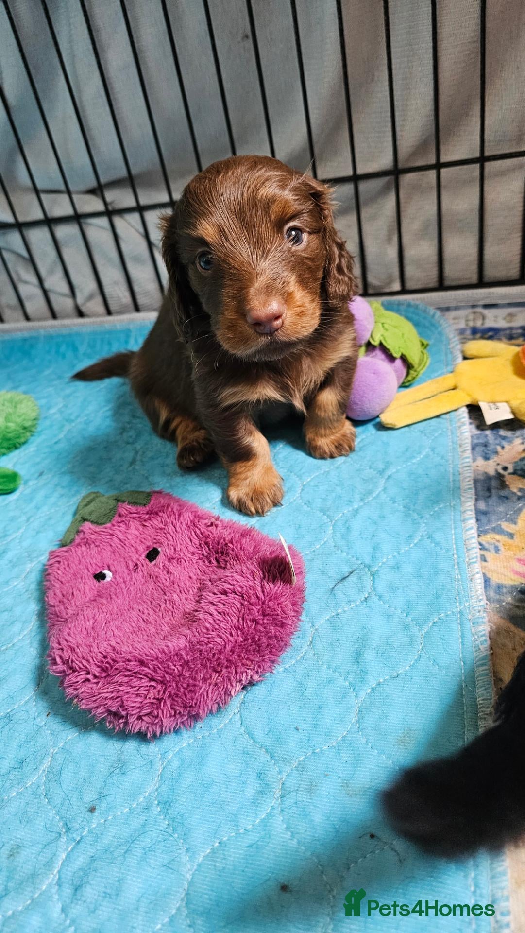 Miniature Dachshund dogs Mini Long Haired Dachshund Boy - Advert 1