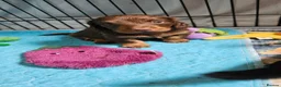 Miniature Dachshund dogs for sale: Mini Long Haired Dachshund Boy - Advert 1