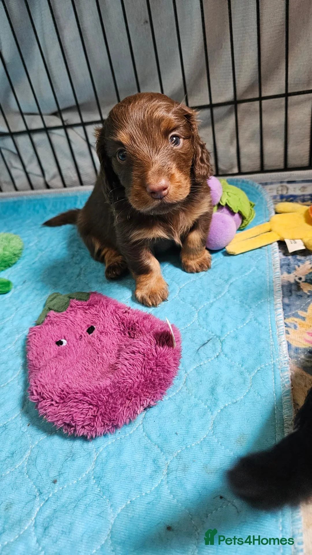 Miniature Dachshund dogs for sale: Mini Long Haired Dachshund Boy - Advert 1