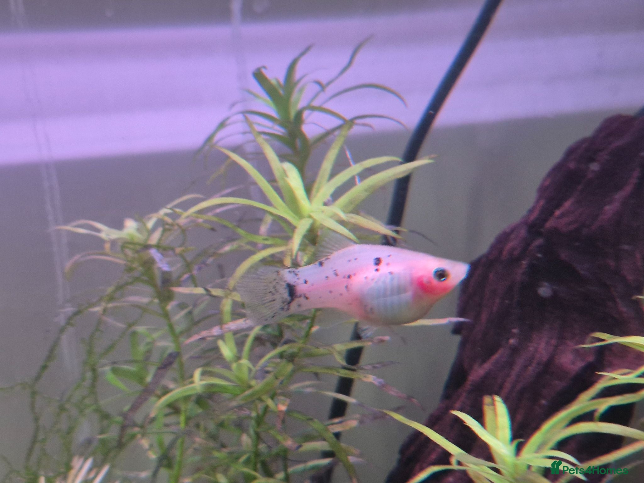 Platies fish Mickey mouse and spoty platy fry - Advert 1