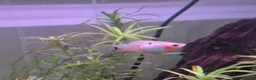 Platies fish for sale: Mickey mouse and spoty platy fry in Bournemouth - Advert 1