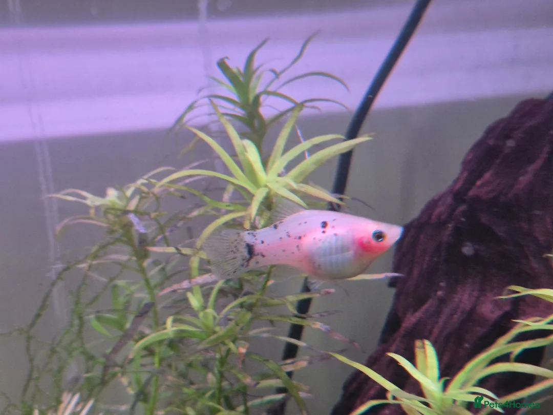 Platies fish for sale: Mickey mouse and spoty platy fry in Bournemouth - Advert 1
