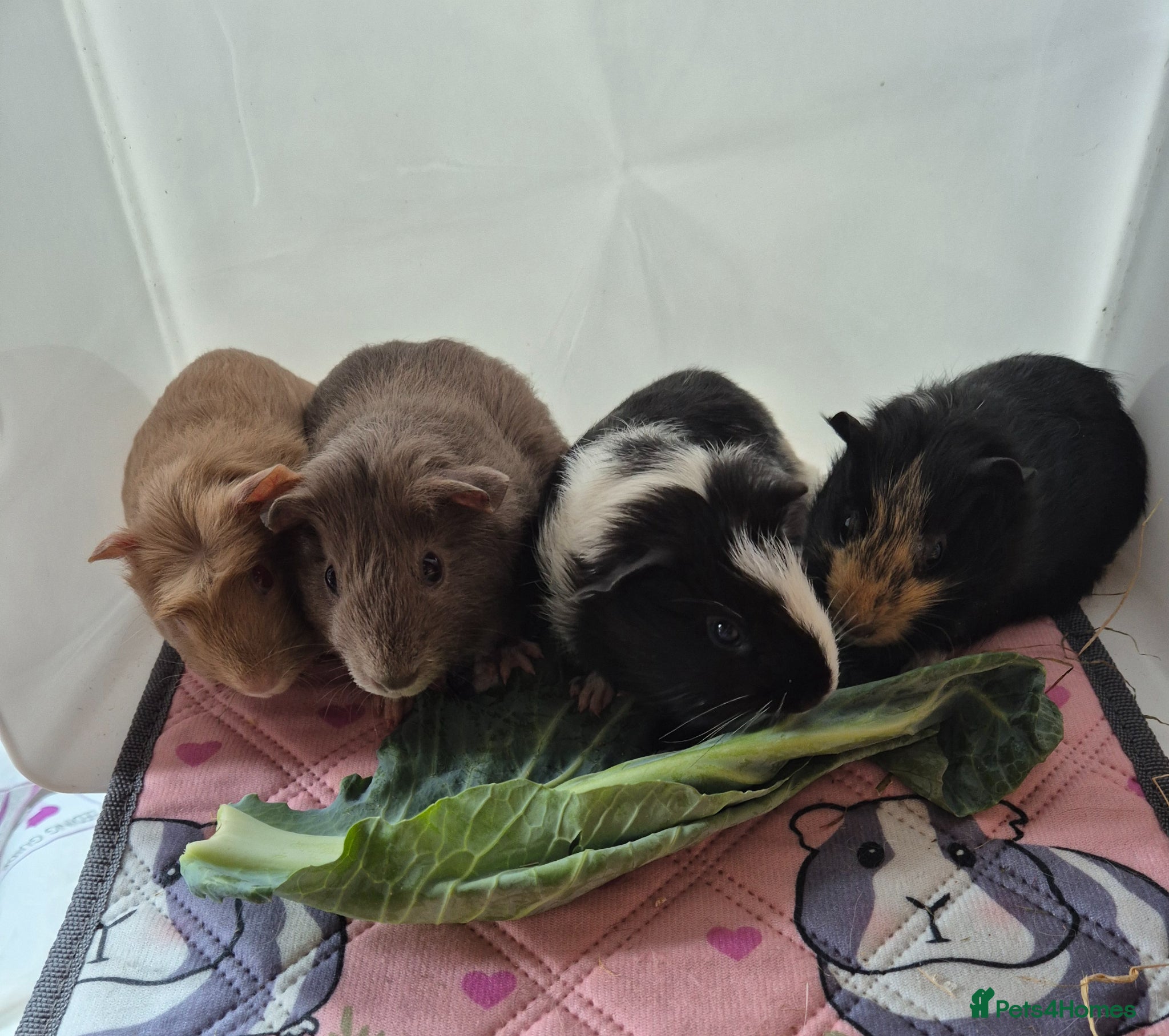 Guinea Pig rodents Beautiful Baby Boys - Advert 1