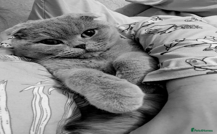 Scottish Fold cats 4 year old male Scottish fold  - Advert 1