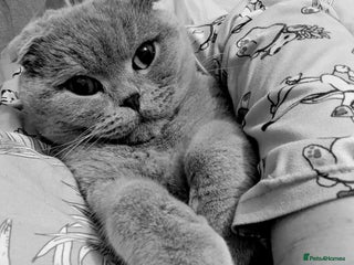 Scottish Fold cats for sale: 4 year old male Scottish fold - Advert 1