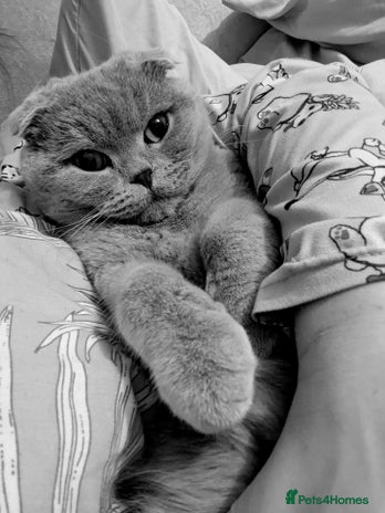 Scottish Fold cats 4 year old male Scottish fold - Advert 3