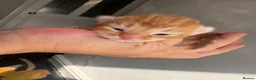 Mixed Breed cats for sale: Beautiful litter - Advert 21