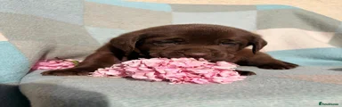 Labrador Retriever 6