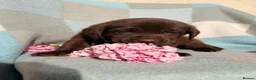 Labrador Retriever dogs for sale: ⭐️ KC Registered Chocolate Lab Puppies ⭐️ - Advert 8