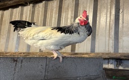 Chickens poultry for sale: Cockerels, Blue Copper Maran, Cream Legbar, Olive  - Image 7