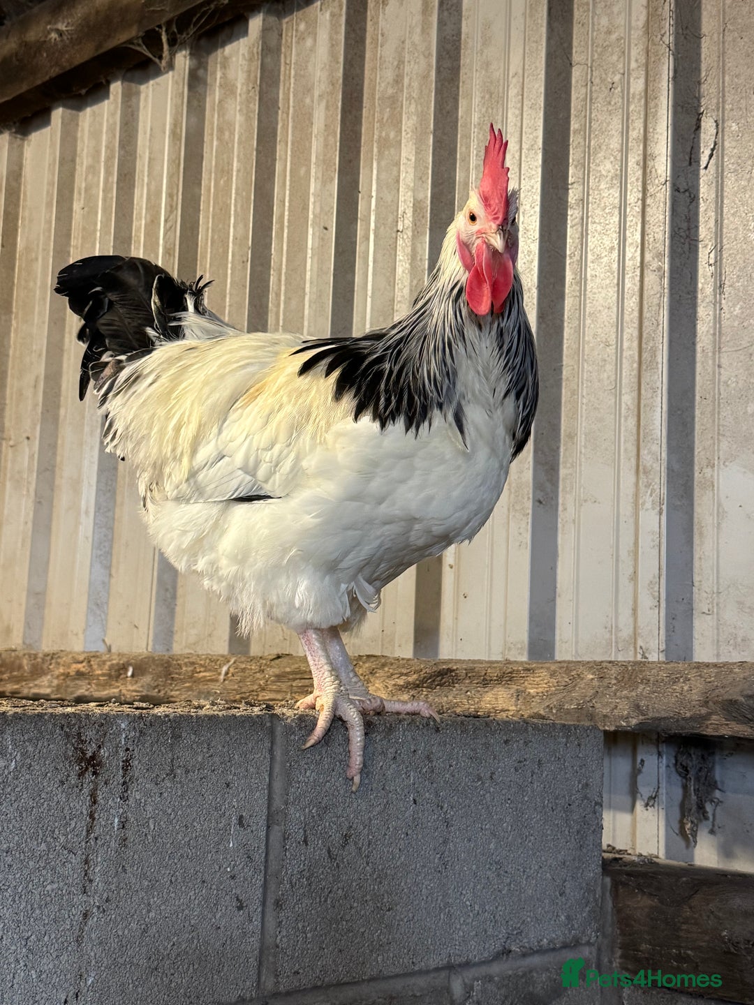Chickens poultry for sale: Cockerels, Blue Copper Maran, Cream Legbar, Olive  - Image 7