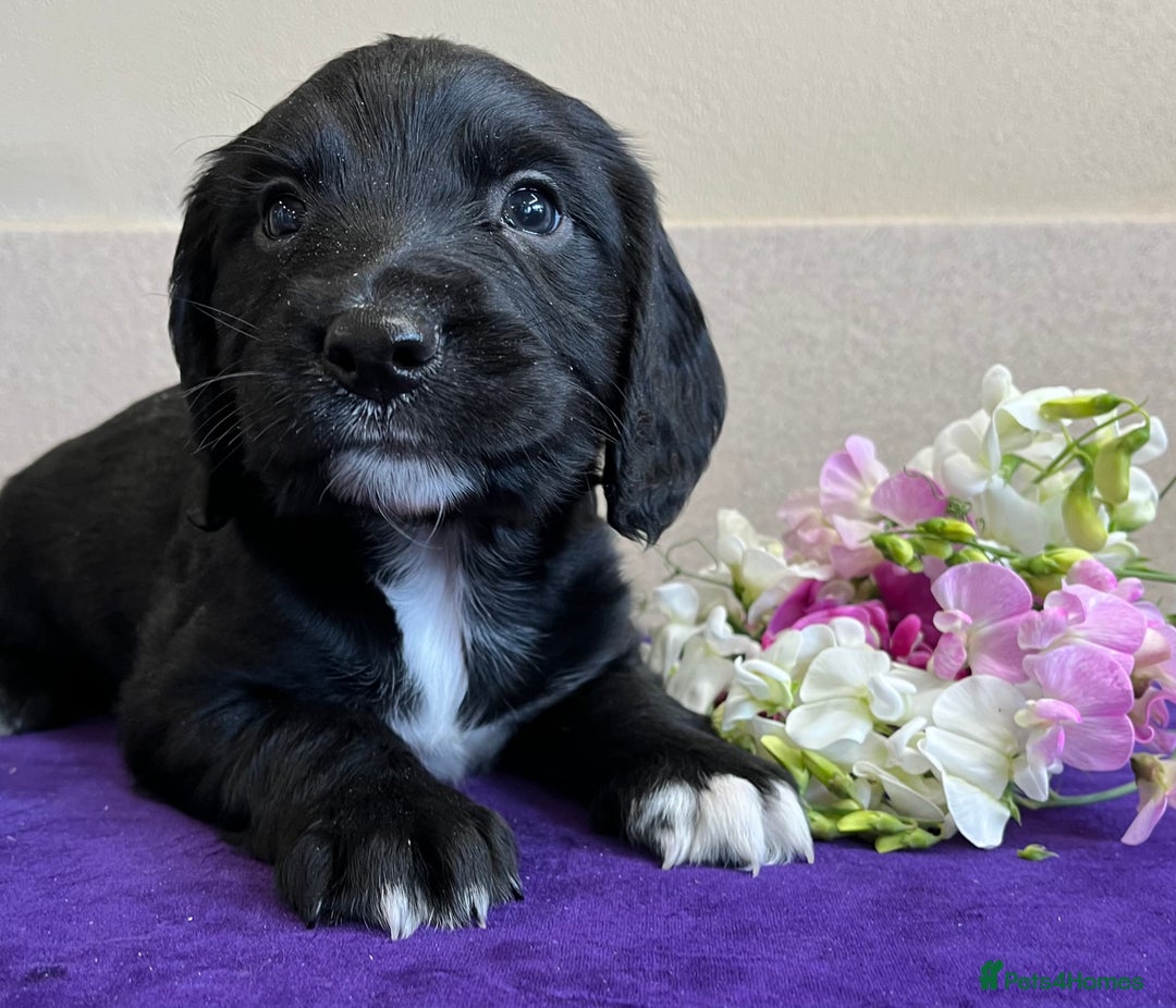 Sprocker dogs for sale: My sweet peas SPECIAL indeed x - Image 8