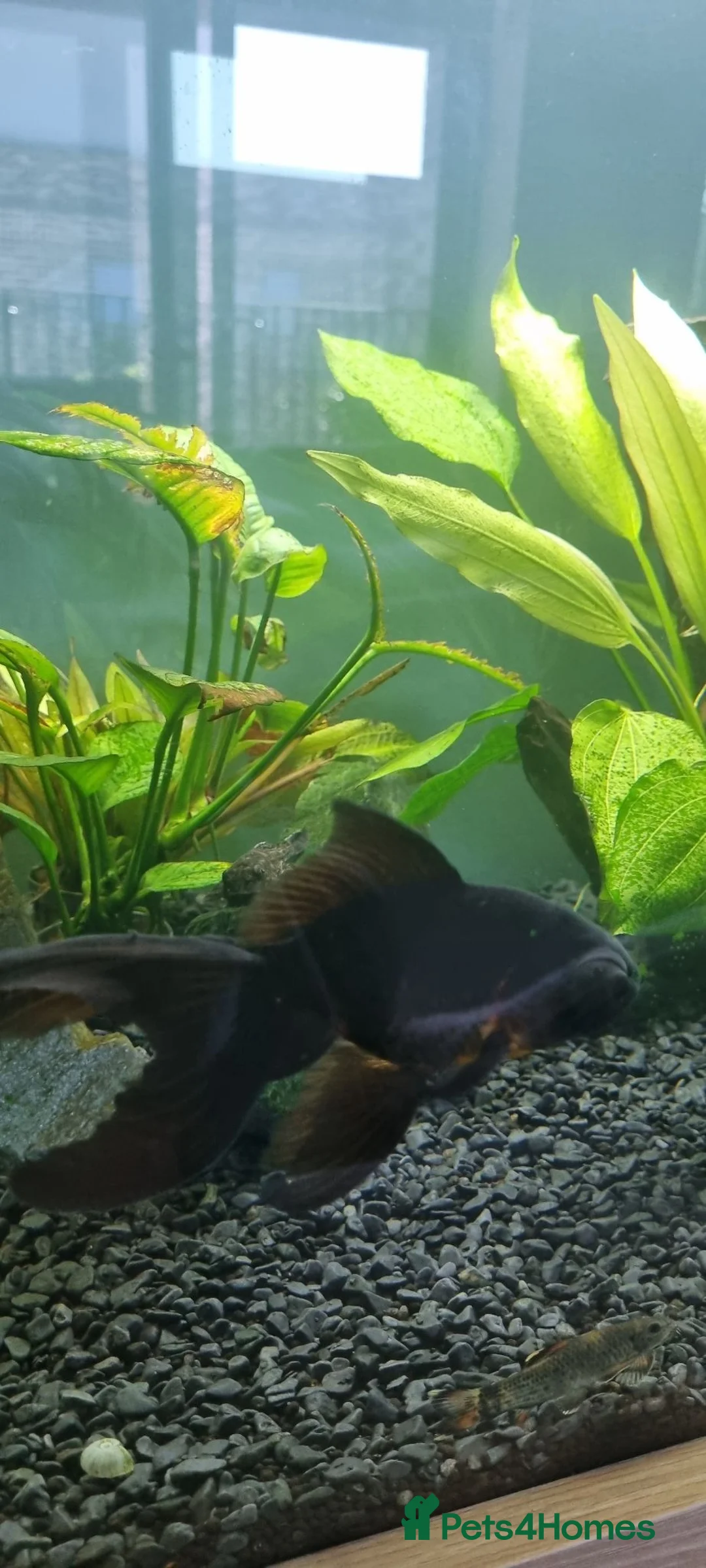 Fancy Goldfish fish for sale: Baby fancy gold fish/black moors - Advert 3