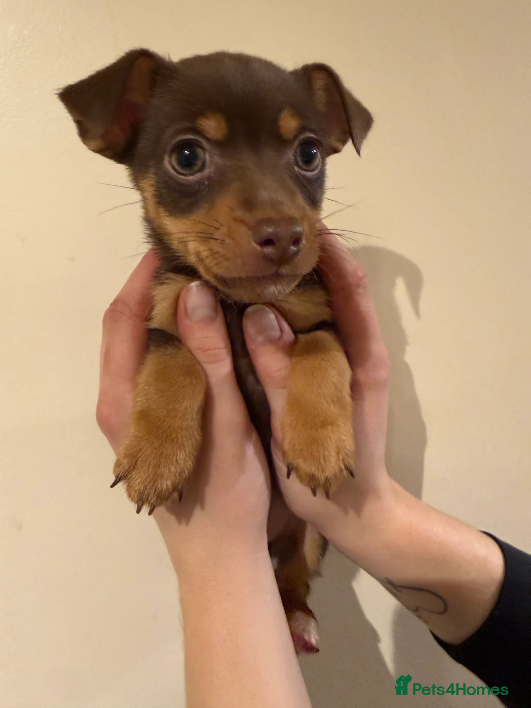 Jack Russell dogs for sale: Family Bred Beautiful Miniature Jack Russells - Advert 2