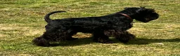 Miniature Schnauzer dogs for stud: Imported Miniature Schnauzer At Stud - Advert 5