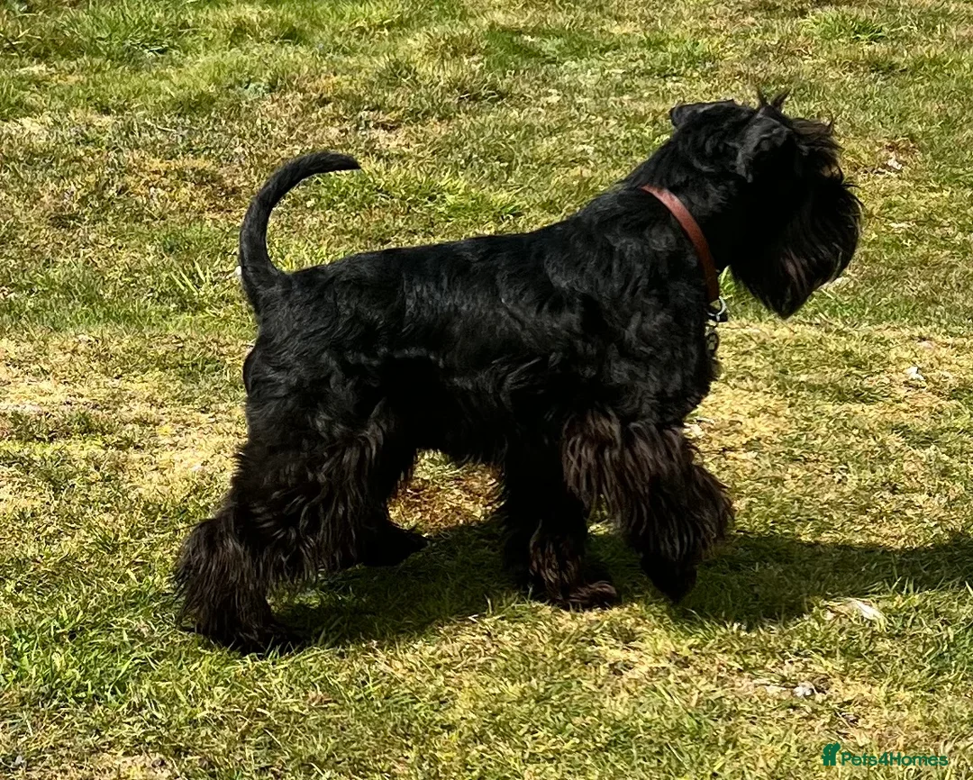 Miniature Schnauzer dogs for stud: Imported Miniature Schnauzer At Stud - Advert 4