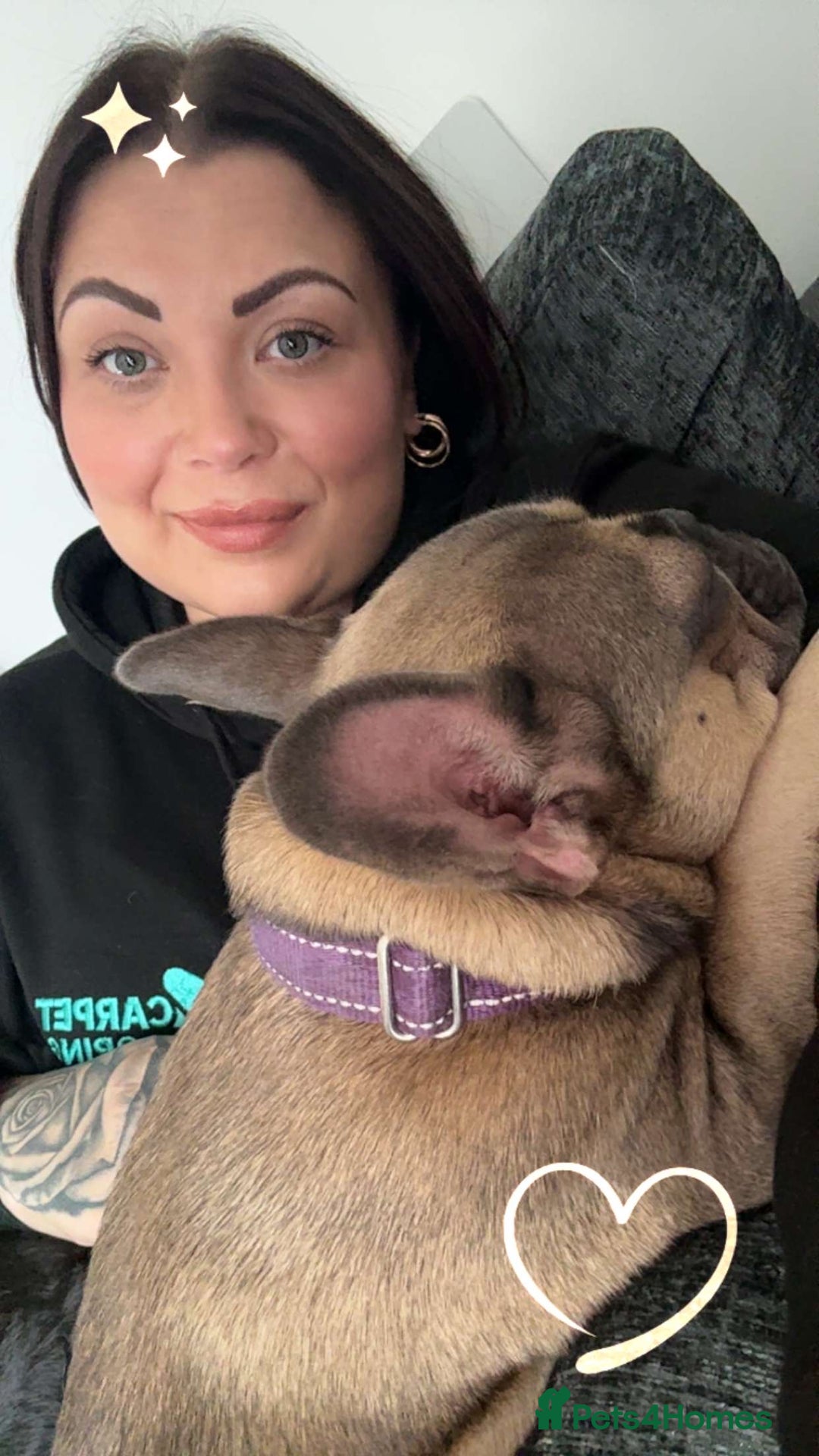 French Bulldog dogs for sale: 15month old frenchie  - Advert 3