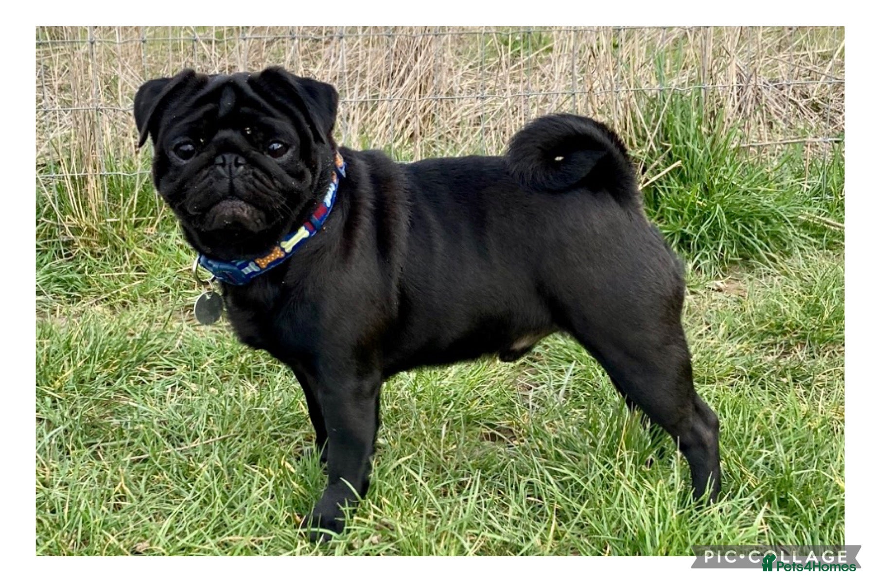 Pug dogs Health tested black pug stud  in Stevenage - Advert 10