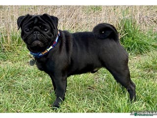 Pug dogs Health tested black pug stud in Stevenage - Advert 9