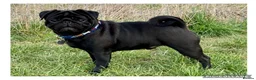 Pug dogs for stud: Health tested black pug stud  in Stevenage - Advert 1