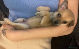 Miniature Pinscher dogs for sale: Miniature pinscher puppys - Advert 3