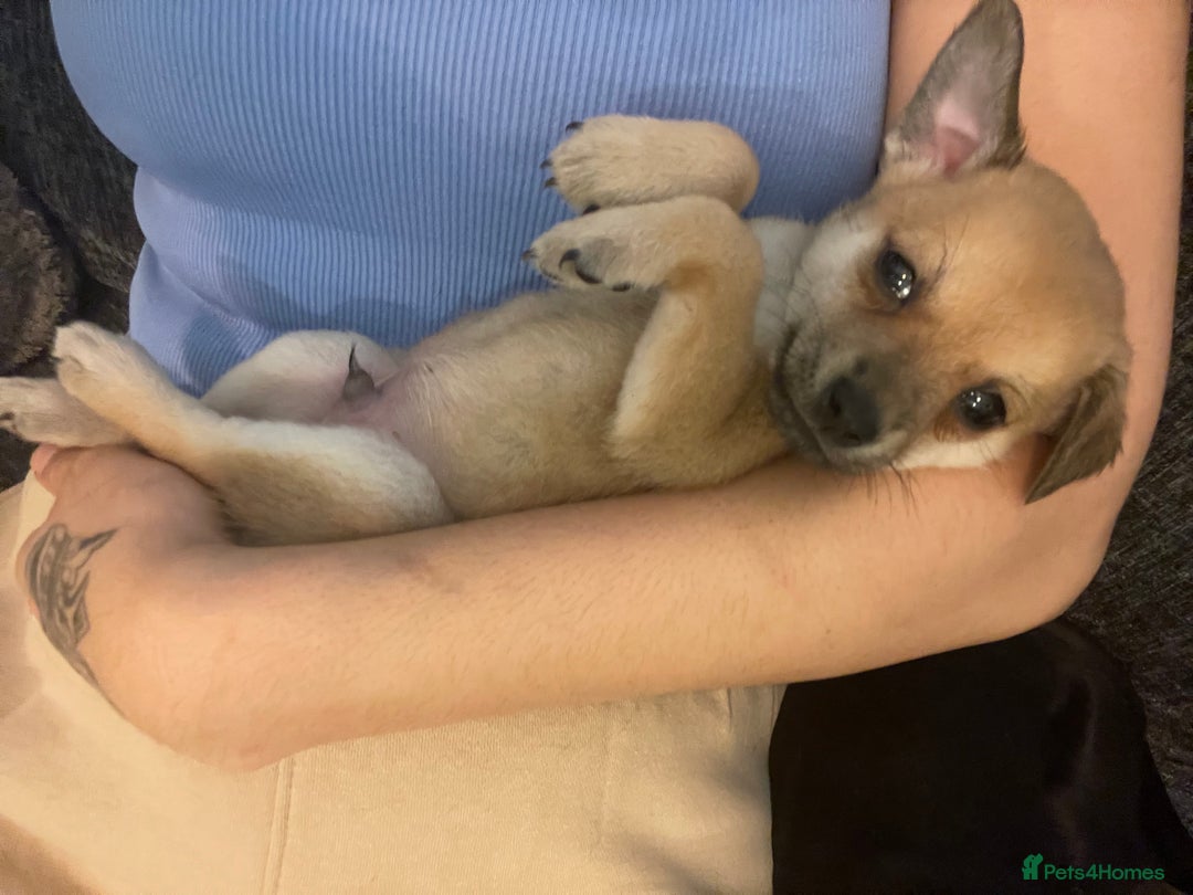 Miniature Pinscher dogs for sale: Miniature pinscher puppys - Advert 3