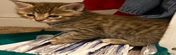 Maine Coon cats for sale: Maine Coon Cross - Advert 5
