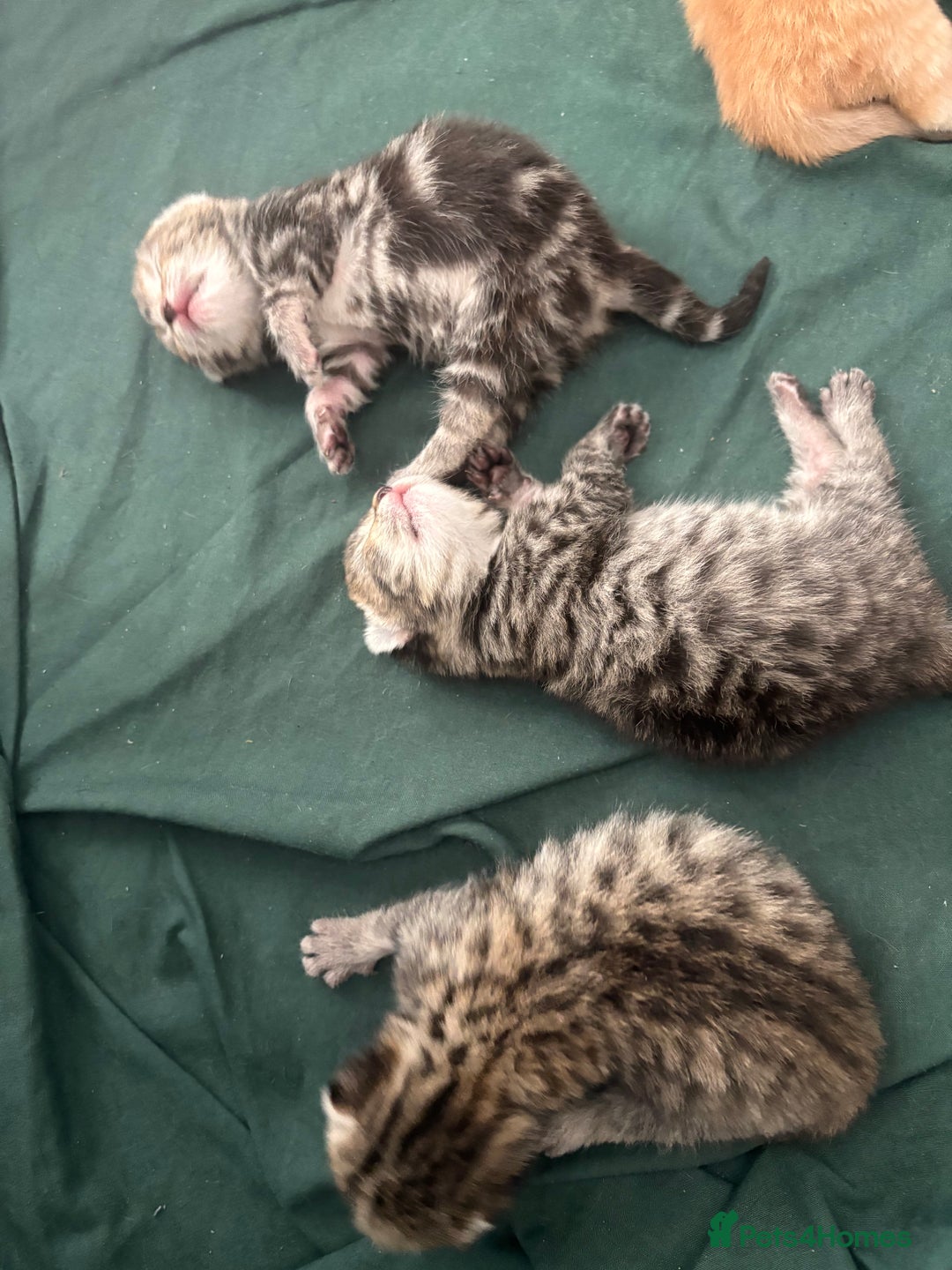 Bengal cats for sale: Beautiful bengal & 1 ginger  - Image 6