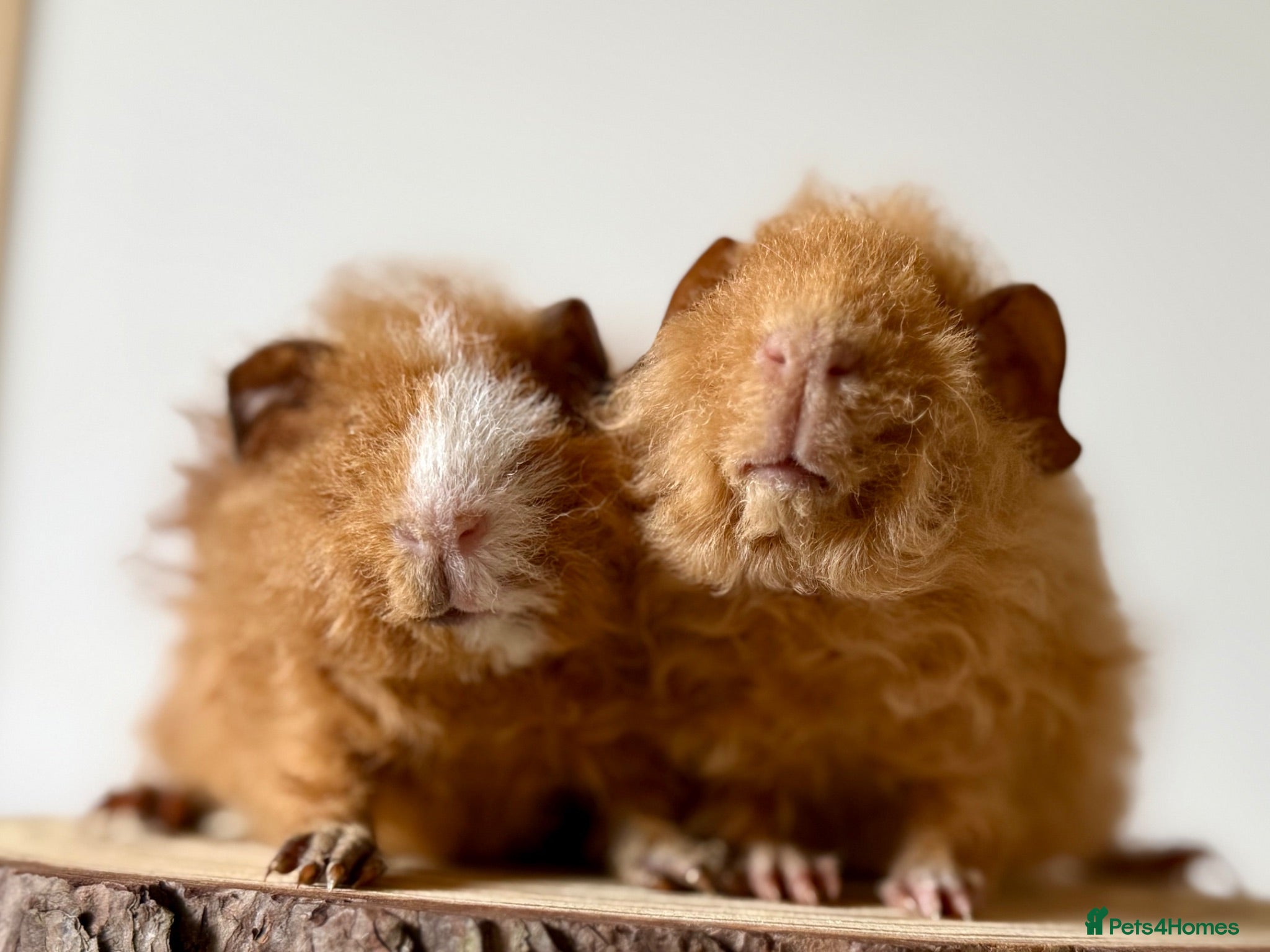 Guinea Pig rodents Pair of boys  - Advert 18