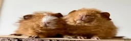 Guinea Pig rodents for sale: 3 boars  - Advert 4