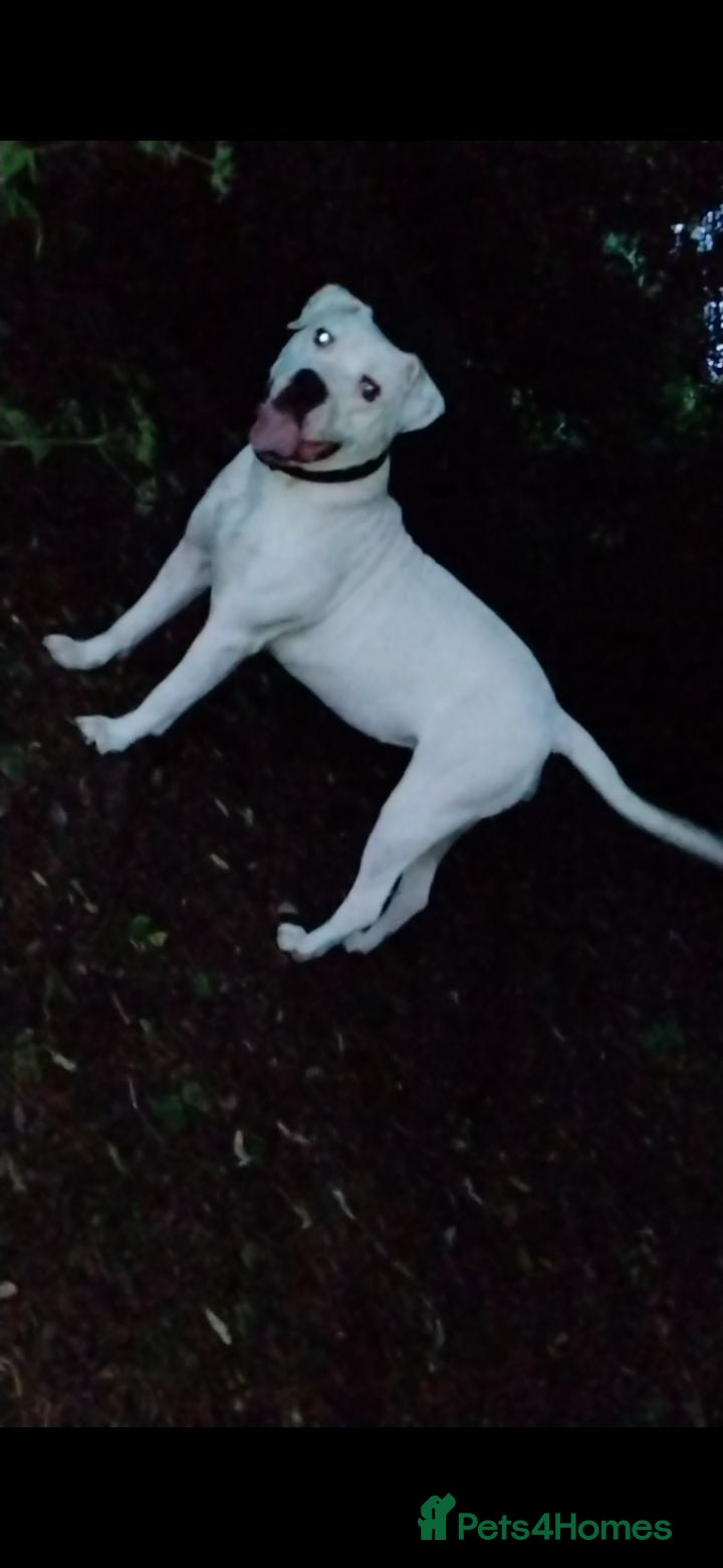 American Bulldog dogs Female 10, months in Birmingham - Advert 2