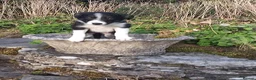 Border Collie dogs for sale: Adorable border collies looking for forever home - Advert 5