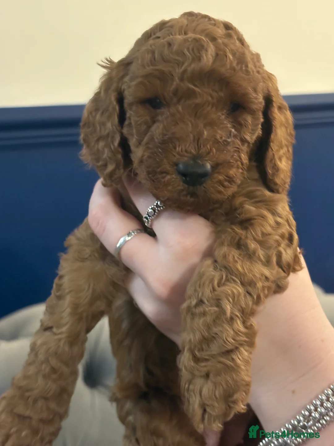 Cockapoo dogs for sale: Red F2b Cockerpoo  - Advert 7