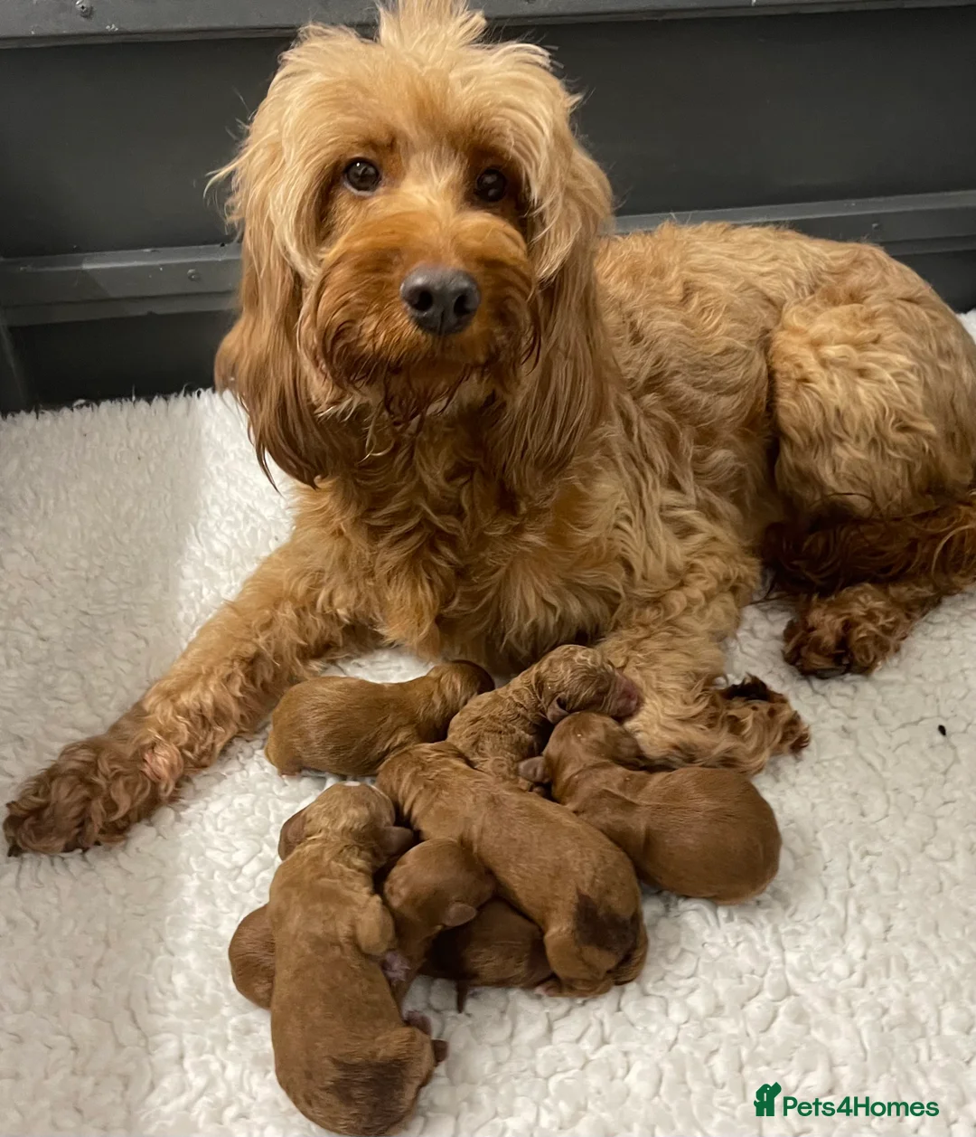 Miniature Poodle dogs for stud: Stunning Red & White Poodle for stud  in Driffield - Advert 15