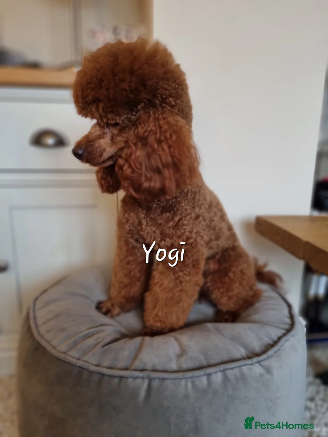 Toy Poodle dogs for stud: kc regd Deep red Toy Poodle for Stud in Dewsbury - Advert 3